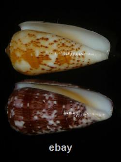 Conus floccatus 58.7-60.4mm SET OF TWO PCS GEM IMPORTANT GOLDEN TREASURE