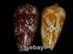 Conus floccatus 58.7-60.4mm SET OF TWO PCS GEM IMPORTANT GOLDEN TREASURE