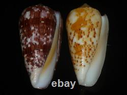 Conus floccatus 58.7-60.4mm SET OF TWO PCS GEM IMPORTANT GOLDEN TREASURE