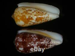 Conus floccatus 58.7-60.4mm SET OF TWO PCS GEM IMPORTANT GOLDEN TREASURE