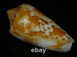 Conus floccatus 58.7-60.4mm SET OF TWO PCS GEM IMPORTANT GOLDEN TREASURE