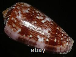 Conus floccatus 58.7-60.4mm SET OF TWO PCS GEM IMPORTANT GOLDEN TREASURE