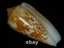 Conus floccatus 58.7-60.4mm SET OF TWO PCS GEM IMPORTANT GOLDEN TREASURE