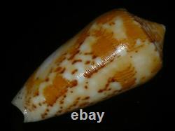 Conus floccatus 58.7-60.4mm SET OF TWO PCS GEM IMPORTANT GOLDEN TREASURE