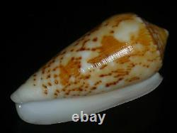 Conus floccatus 58.7-60.4mm SET OF TWO PCS GEM IMPORTANT GOLDEN TREASURE