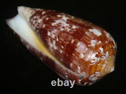 Conus floccatus 58.7-60.4mm SET OF TWO PCS GEM IMPORTANT GOLDEN TREASURE