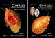 Cowries A Guide To The Gastropod Family Cypraeidae Two Volume Set