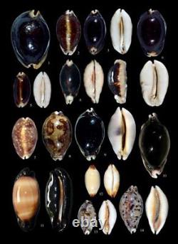 Cowries A Guide to the Gastropod Family Cypraeidae Two Volume Set