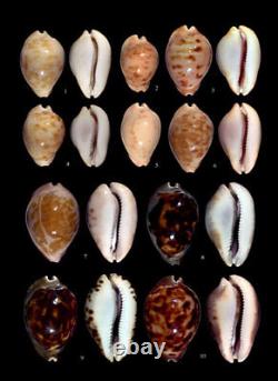 Cowries A Guide to the Gastropod Family Cypraeidae Two Volume Set