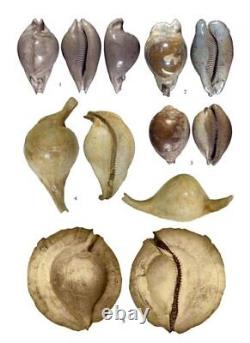 Cowries A Guide to the Gastropod Family Cypraeidae Two Volume Set