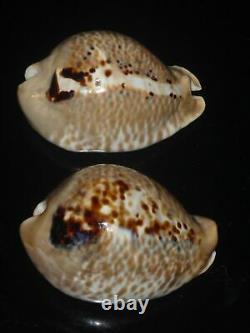 Cypraea donmoorei 63.8mm tristensis 63.5mm GEM SET OF TWO PCS