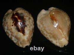 Cypraea teulerei 47.1 + 45.8mm GEM SET OF TWO PCS CONTRASTING PATTERN BEAUTIES