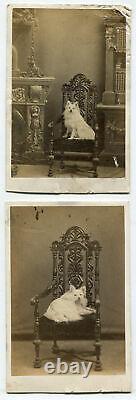 Furry White Dog Posed On Ornate Chair. Cdv, Two Set