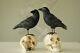 Mark Roberts Crow On Skull 10 Set Of Two