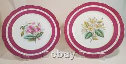 Pair Antique English Raspberry Pink Border Hand Painted Floral Botanical Plates