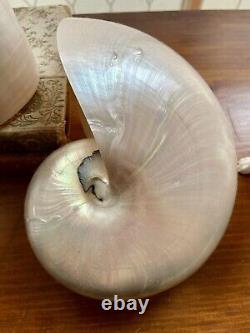 Pearl Nautilus Shells Set Of Two