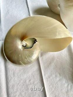 Pearl Nautilus Shells Set Of Two