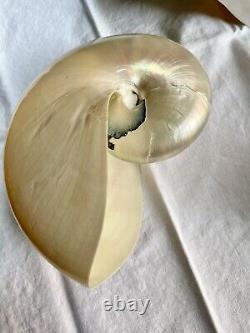 Pearl Nautilus Shells Set Of Two