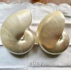 Pearl Nautilus Shells Set Of Two