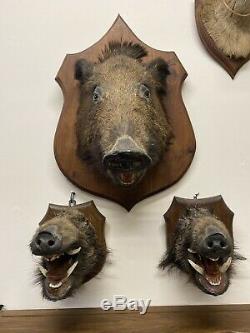 Rare Set Of Three Large Hoggs Head And Two Snouts Stuffed Animals Taxadermy
