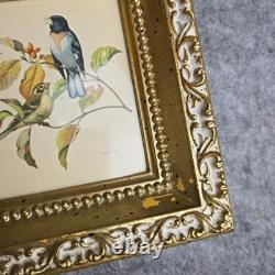 Rare Vintage Set of Two Rudolf Freund Bird Lithographs in Gilded Frames