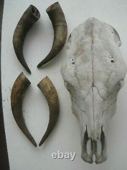 Real Steer Cow Skull with Two Set of Horns Western Decor Wall Hanging Art Craft