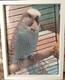 Set Of Two Large Framed Budgie Photos Homemade