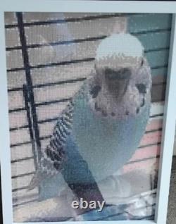 Set Of Two Large Framed Budgie Photos Homemade