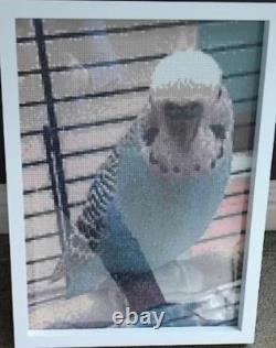 Set Of Two Large Framed Budgie Photos Homemade