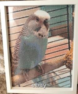 Set Of Two Large Framed Budgie Photos Homemade