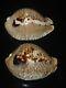 Cypraea Donmoorei 63,8mm Tristensis 63,5mm Gem Set De Deux Pcs