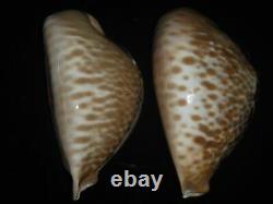 Cypraea Donmoorei 63,8mm Tristensis 63,5mm Gem Set De Deux Pcs