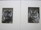 Deux Frappantes Peintures Antiques De Tigres Vers 1904