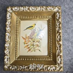 Rare ensemble vintage de deux lithographies d’oiseaux de Rudolf Freund dans des cadres dorés