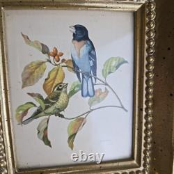 Rare ensemble vintage de deux lithographies d’oiseaux de Rudolf Freund dans des cadres dorés